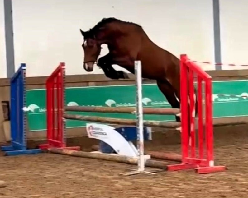 horse